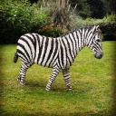 zebrasbazaar avatar