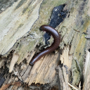 zedfishdeadfish avatar