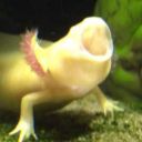 zegreataxolotl avatar