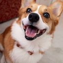 zeldathecorgi avatar