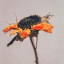 zelenawriterling avatar