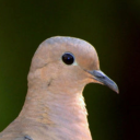 zenaida-auriculata avatar