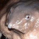 zephyrcryptid avatar