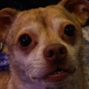 zestychilles-snack-shack avatar