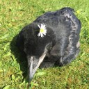 zharske-ditko avatar