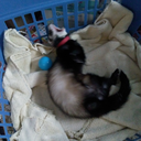 zhongandkagesfurbabies avatar