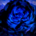 zioletsgalaxy avatar