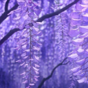 zoeylavenderz avatar