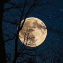 zolagertrude30 avatar