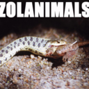 zolanimals-blog avatar