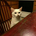 zoltar-speakz avatar