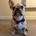 zombiefrenchie avatar