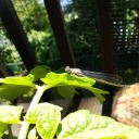 zombieofsouzou avatar