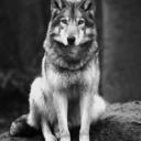 zoologist1998 avatar