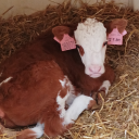 zootech-banker avatar