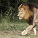 zulu-king-blog avatar