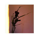 zumscheiternverurteiltt avatar