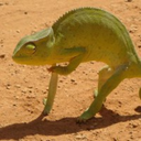 zyg0dactylous avatar