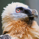 zzri-bearded-vulture avatar